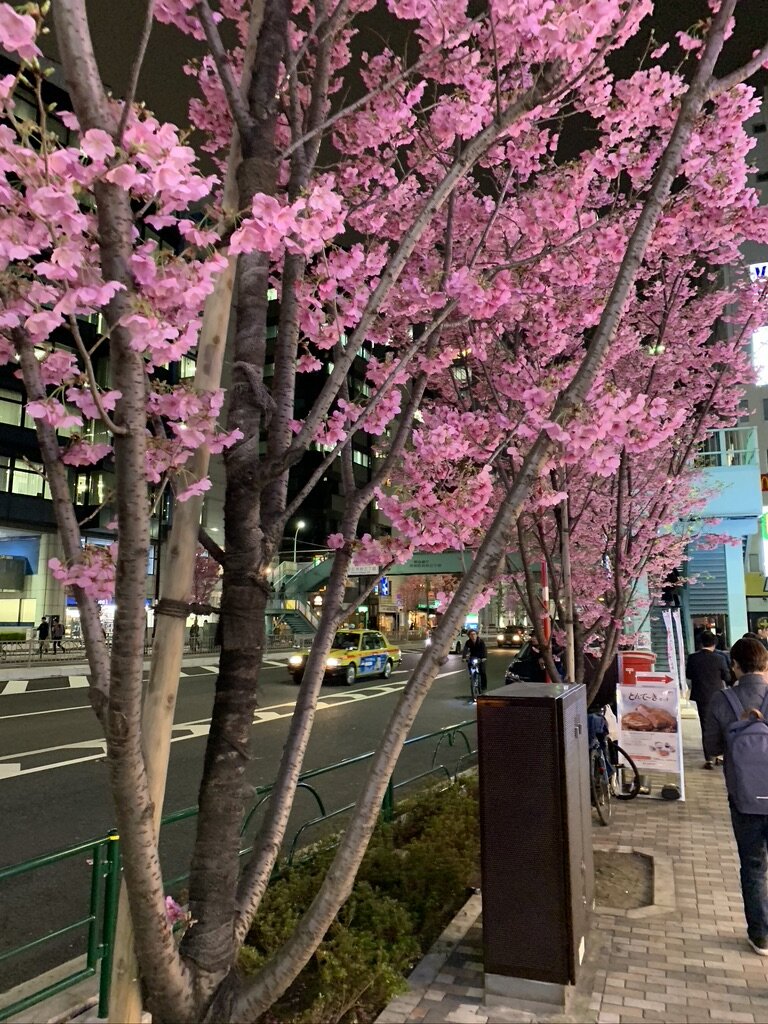 Cherry Blossom was so beautiful.